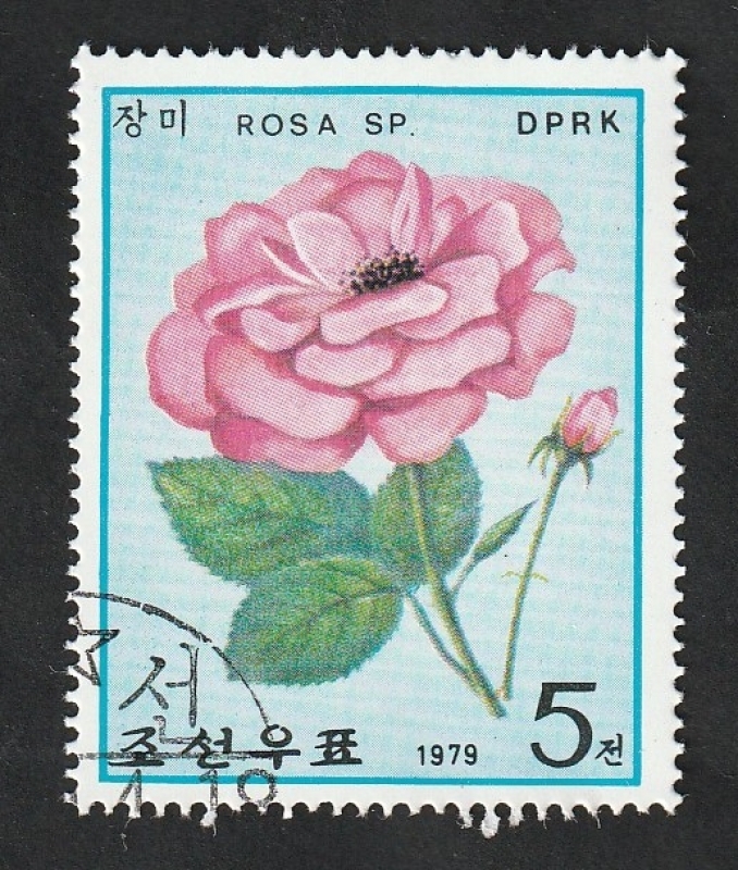 1519 - Rosa