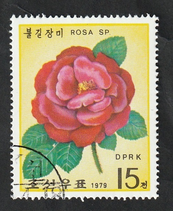 1521 - Rosa