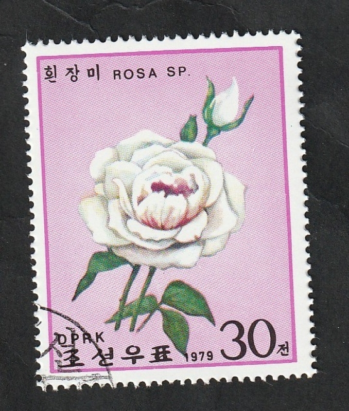 1523 - Rosa