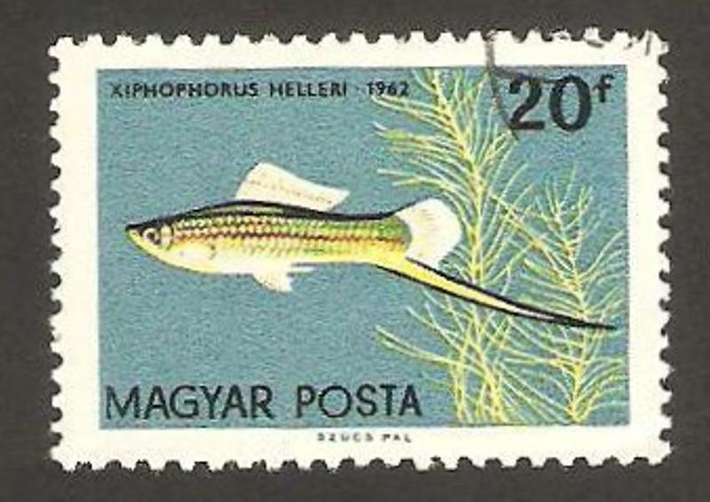 1495 - Pez xiphophorus helleri