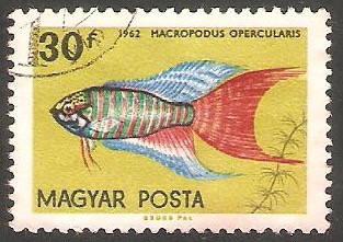 1496 - Pez macropodus opercularis