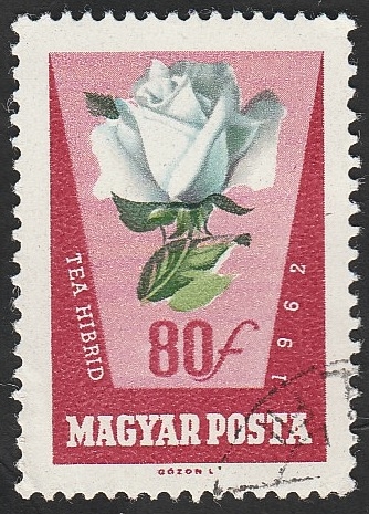1519 - Rosa