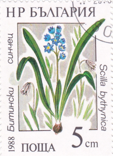 FLORES-