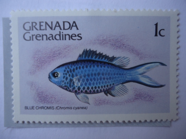 Granada-Granadinas - Blue Chromis (Chromis cyanea)-Serie: Peces.