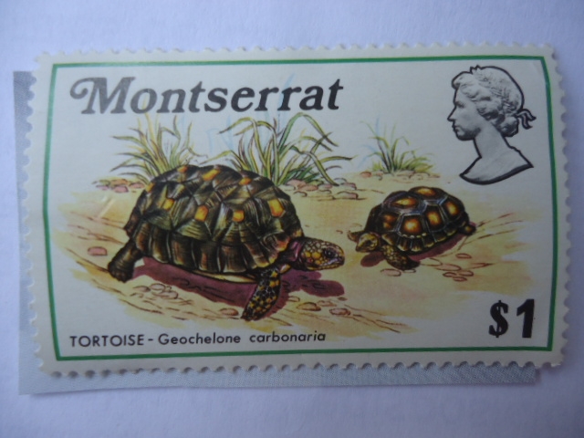 Montserrat-Colonias - Tortoise Geochelone carbonaria (Morrocoy)