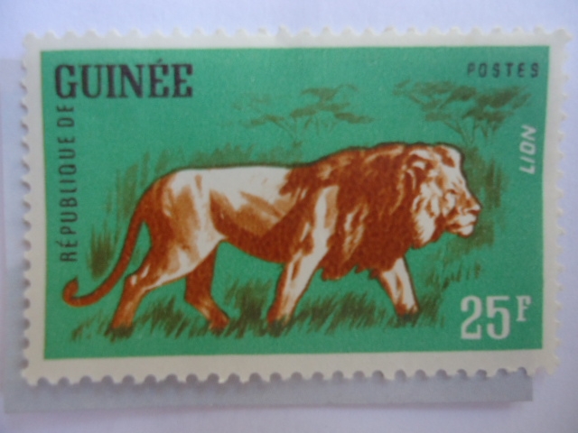 república de Guinea - Lion - Leon (Paqnthera leon)