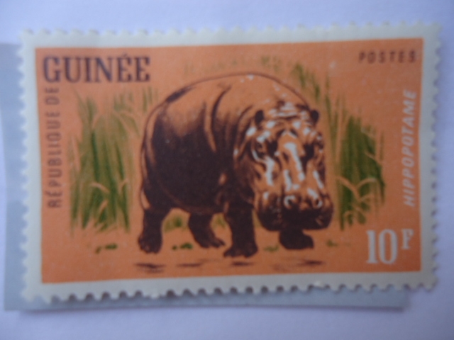 República de Guinea - Hippopotame - Hipopotamo