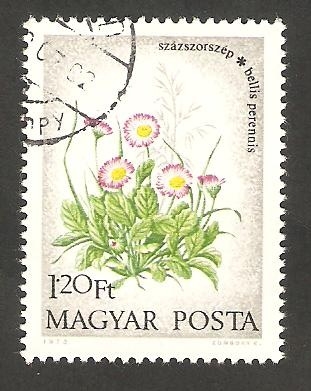 2325 - Flor paquerette