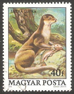 2690 -  Nutria