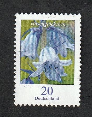3100 - Flor Hasenglöckchen