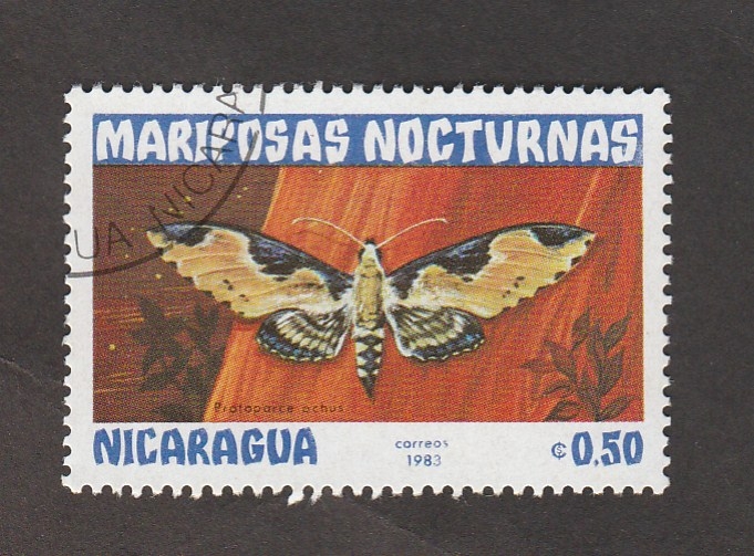 Mariposas Nocturnas, Proloporce ochus