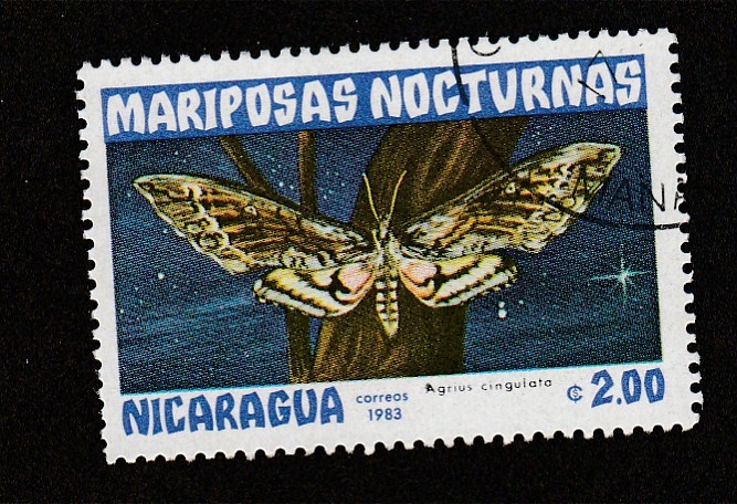 Mariposas nocturnas,Agrius cingulata