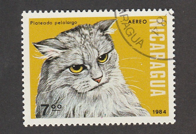 Gato  plateado pelo largo