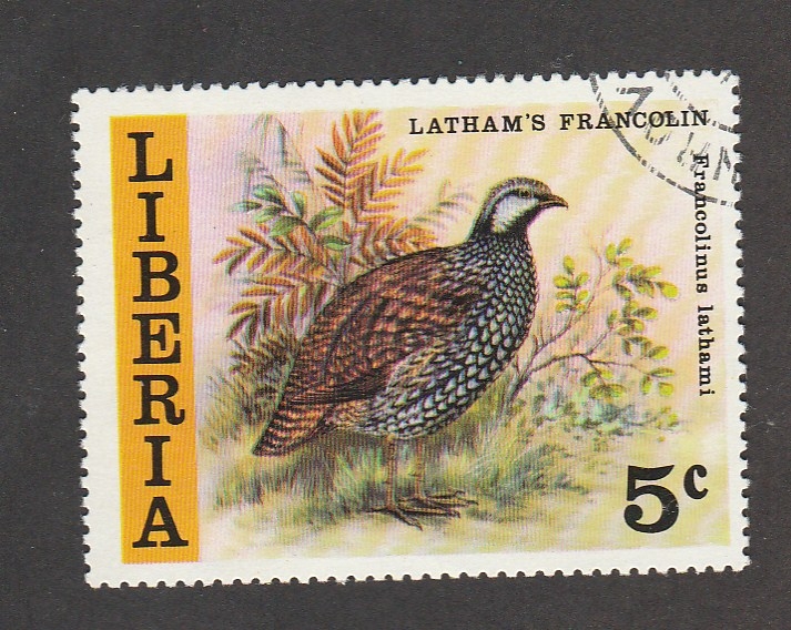 Ave Latham francolin