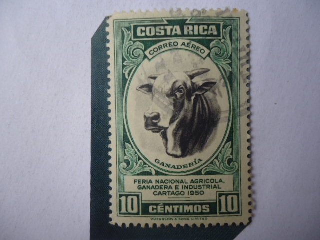 Ganadería - Feria Nacional Agrícola, Ganadera  e Industrial, Cartago 1950