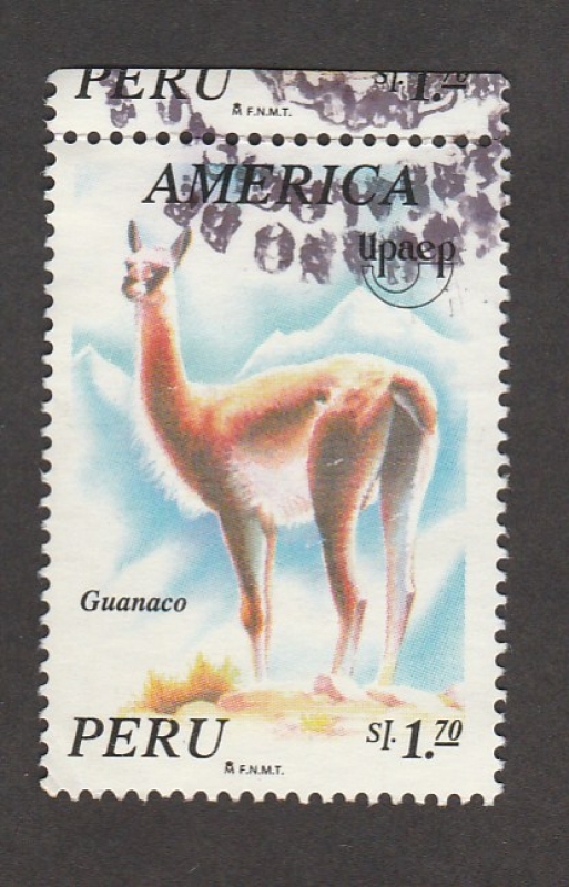 Guanaco