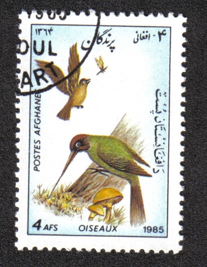 Aves, Pájaro carpintero verde europeo (picus viridis)