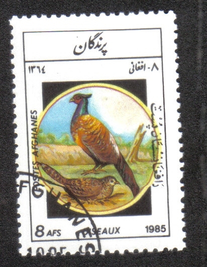 Aves, Faisán común (Phasianus colchicus)