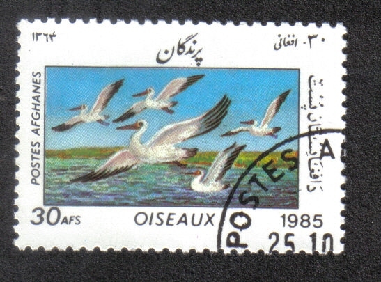 Aves, Gran pelícano blanco (Pelecanus onocrotalus)