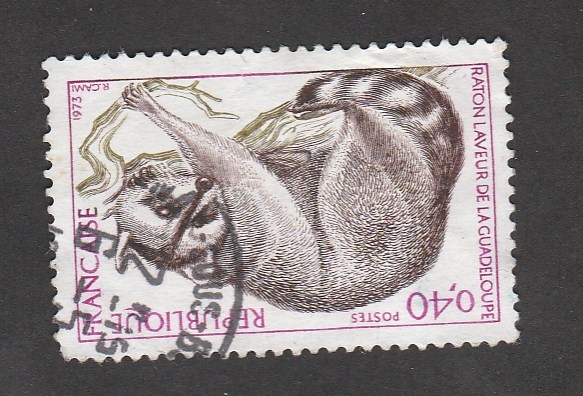 Mapache de Guadalupe