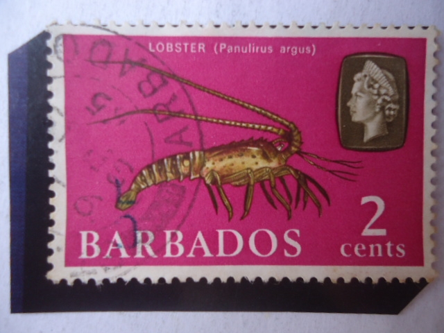 Lobster (panulirus argus) Caribbean Spiny Lobster- Langosta Caribeña- Serie:Vida Marina.