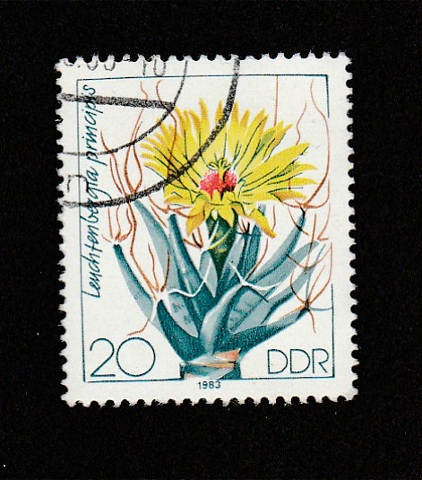 Flor Leuchfenbergia principis