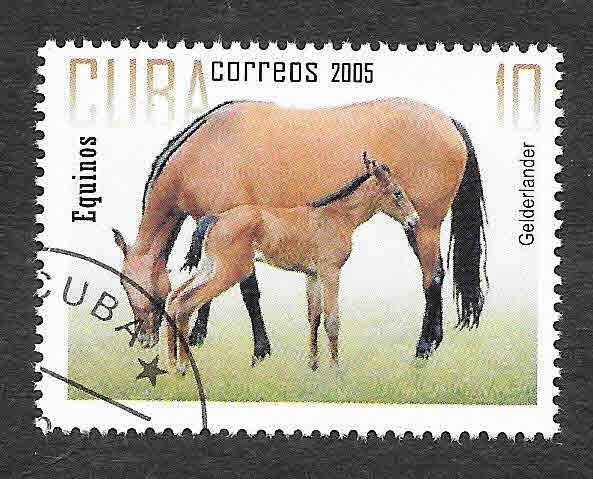 4519 - Caballo