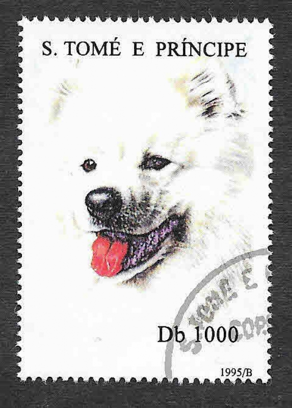 1243 - Perro