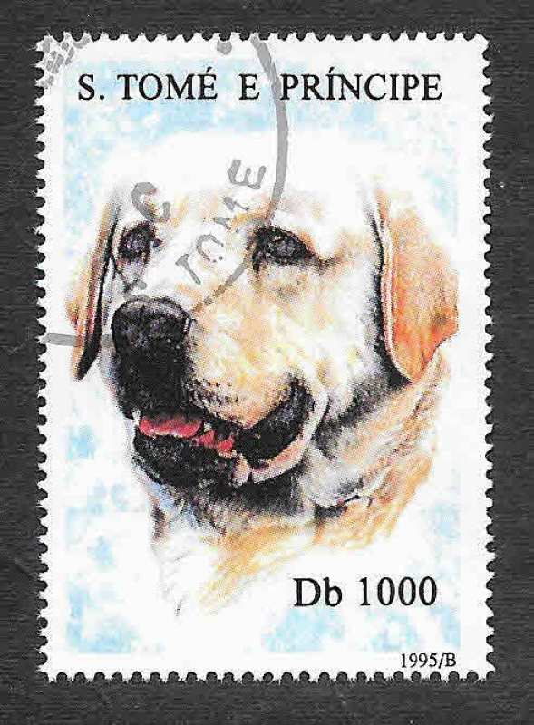 1243 - Perro