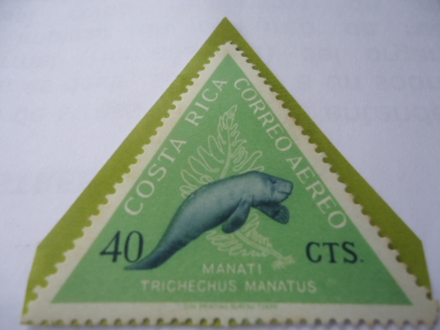 Manatí (Trichechus manatus) - Serie: VIda Marina