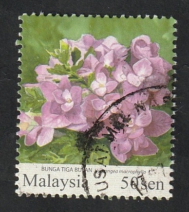 1410 - Flor de jardín, hydrangea macrophylla