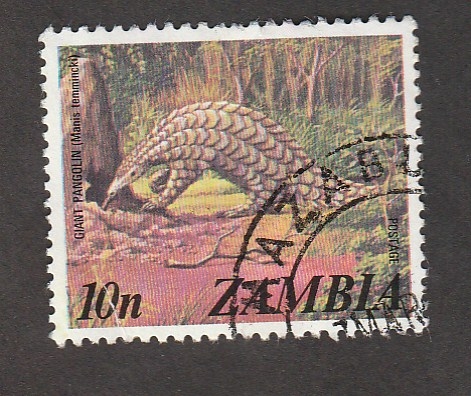 Armadillo