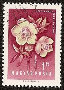 Flores - Helleborus purpurasceus
