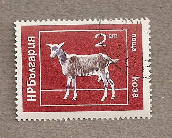 Animales domésticos: cabra