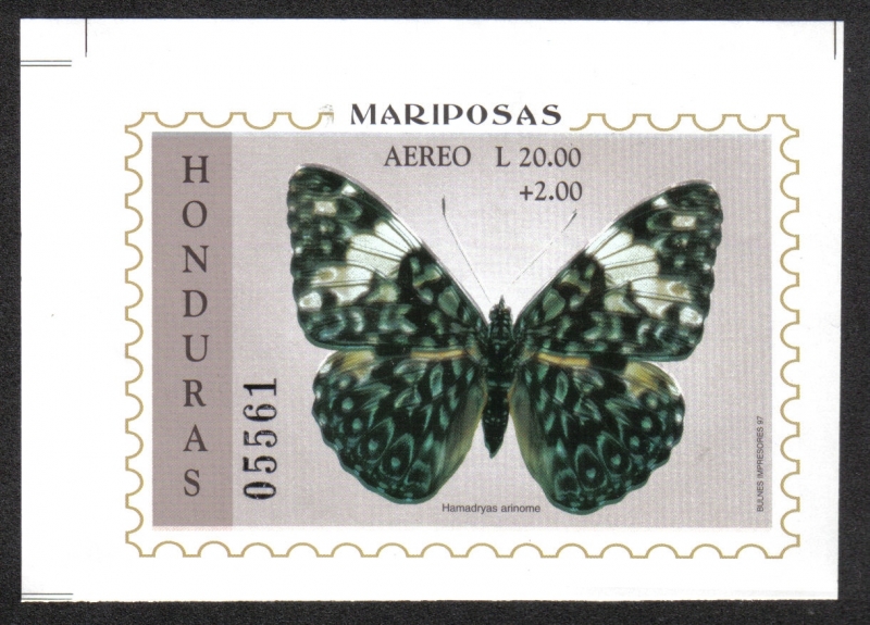 Mariposa de galleta (Hamadryas arinome)