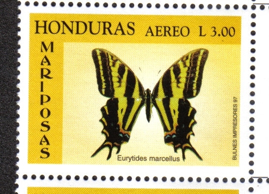 Golondrina De Cebra (Eurytides marcellus)