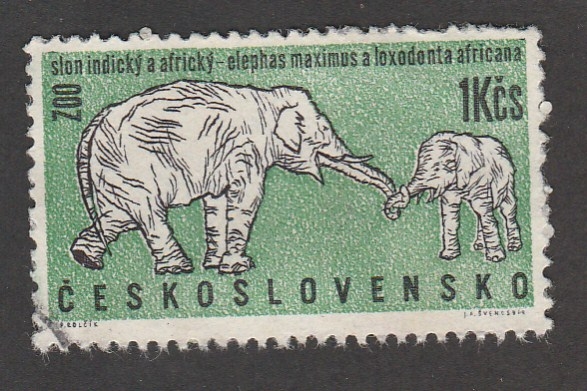 Pareja de elefantes del zoo