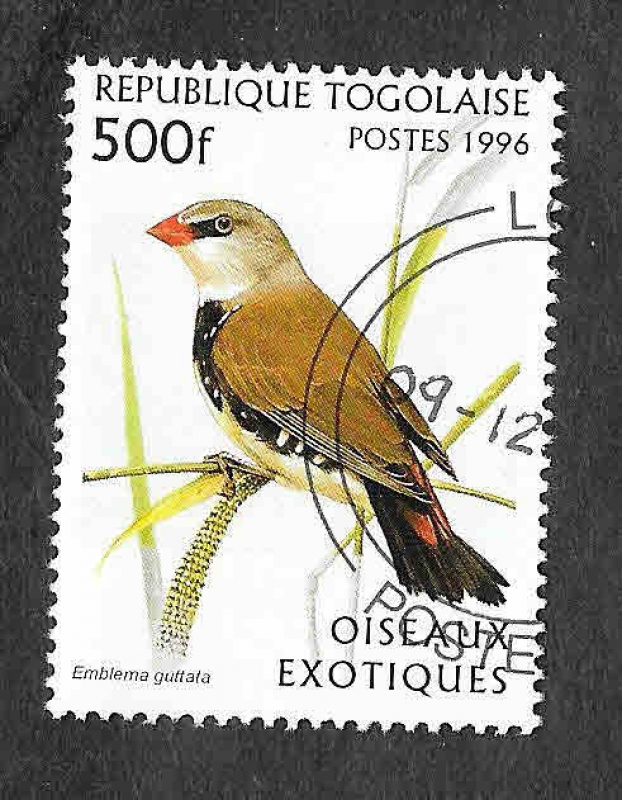 1788 - Aves Exóticas