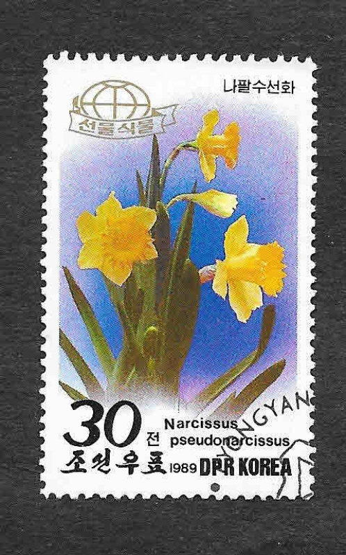 2853 - Narciso