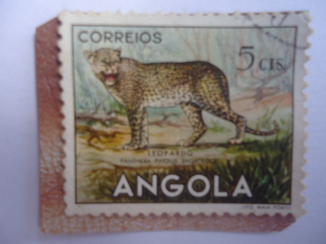 Leopardo - Panthera (Pardus shortridgei) - Fauna Africana.