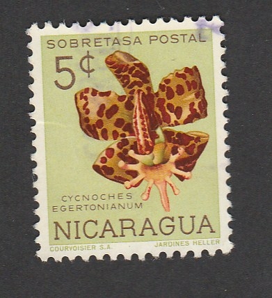 Cycnoches Egertonianum