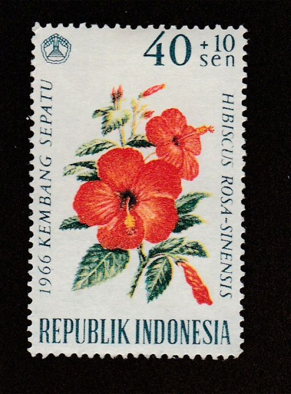 Flor Hibiscus Rosa-sinensis