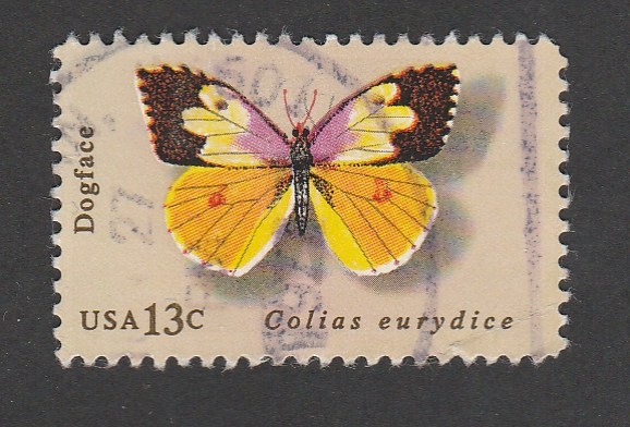 Mariposa Colias eutrydice