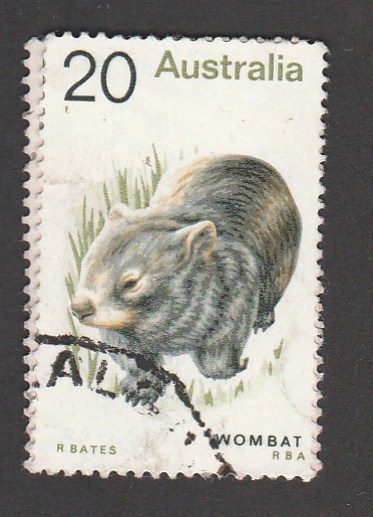 Wombat, animal marsupial