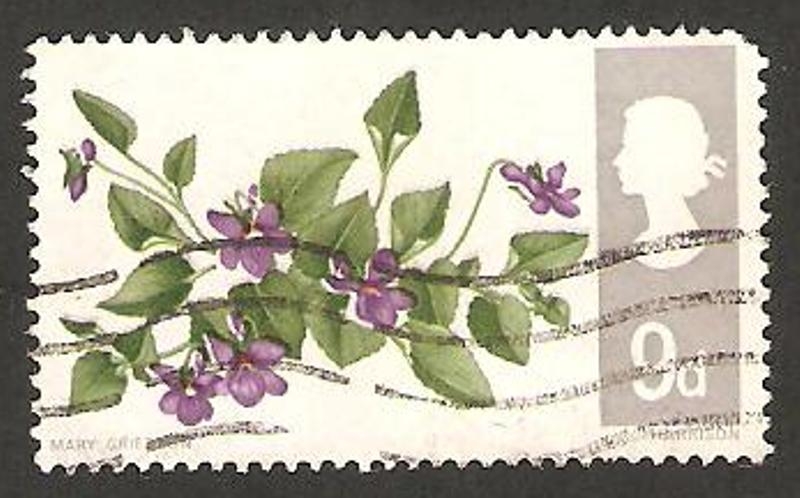 469 - Violetas
