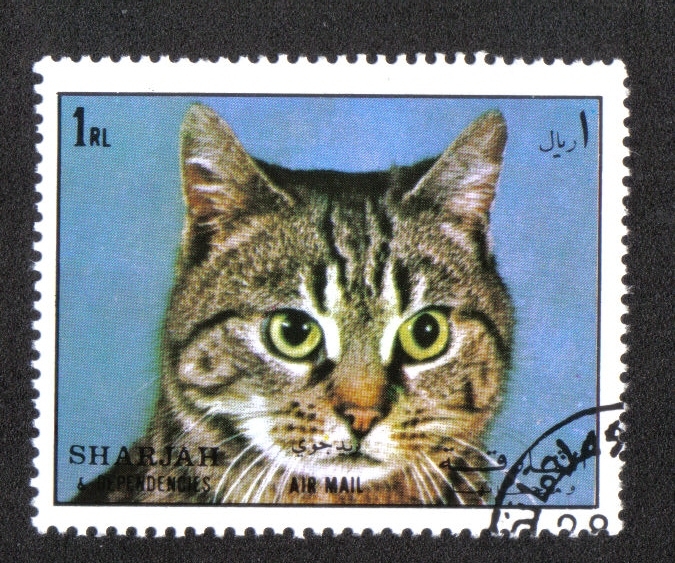 Gato (Felis silvestris catus), Sharjar