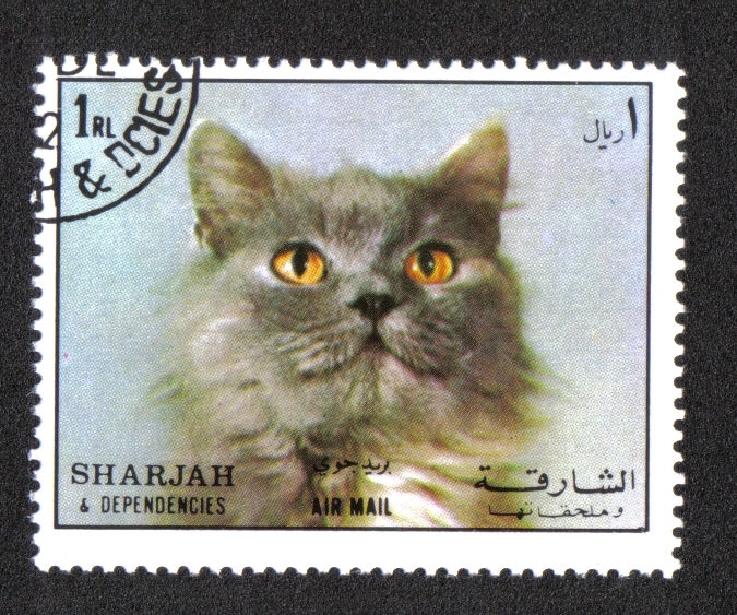 Gato (Felis silvestris catus), Sharjar