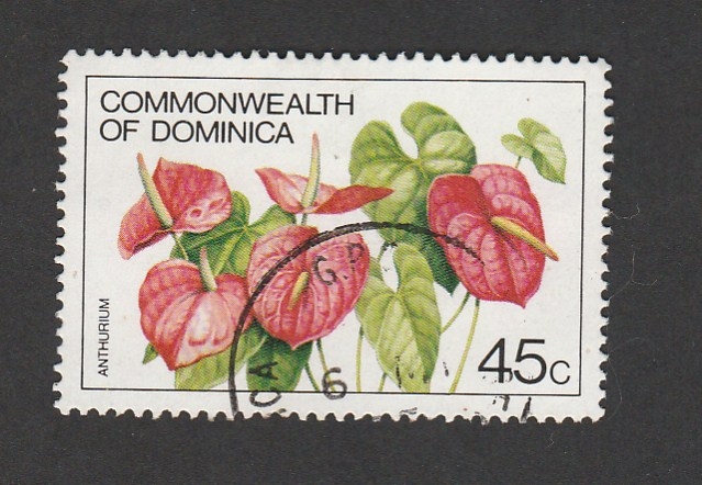 Flor Anthurium