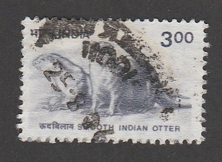 Nutria de la India