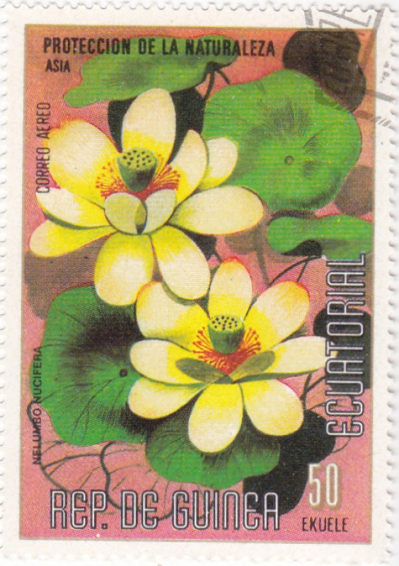 FLORES- PROTECCIÓN DE LA NATURALEZA